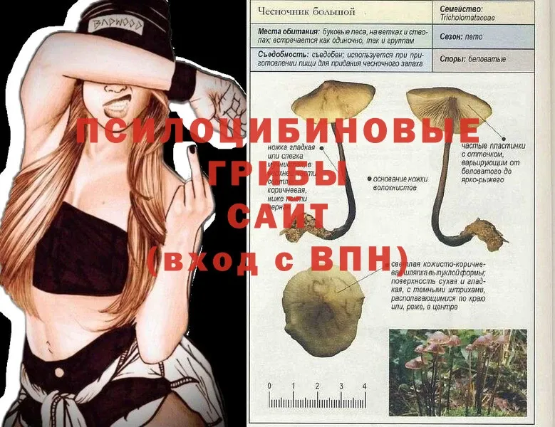 shop клад  купить   Дудинка  Галлюциногенные грибы Psilocybe 